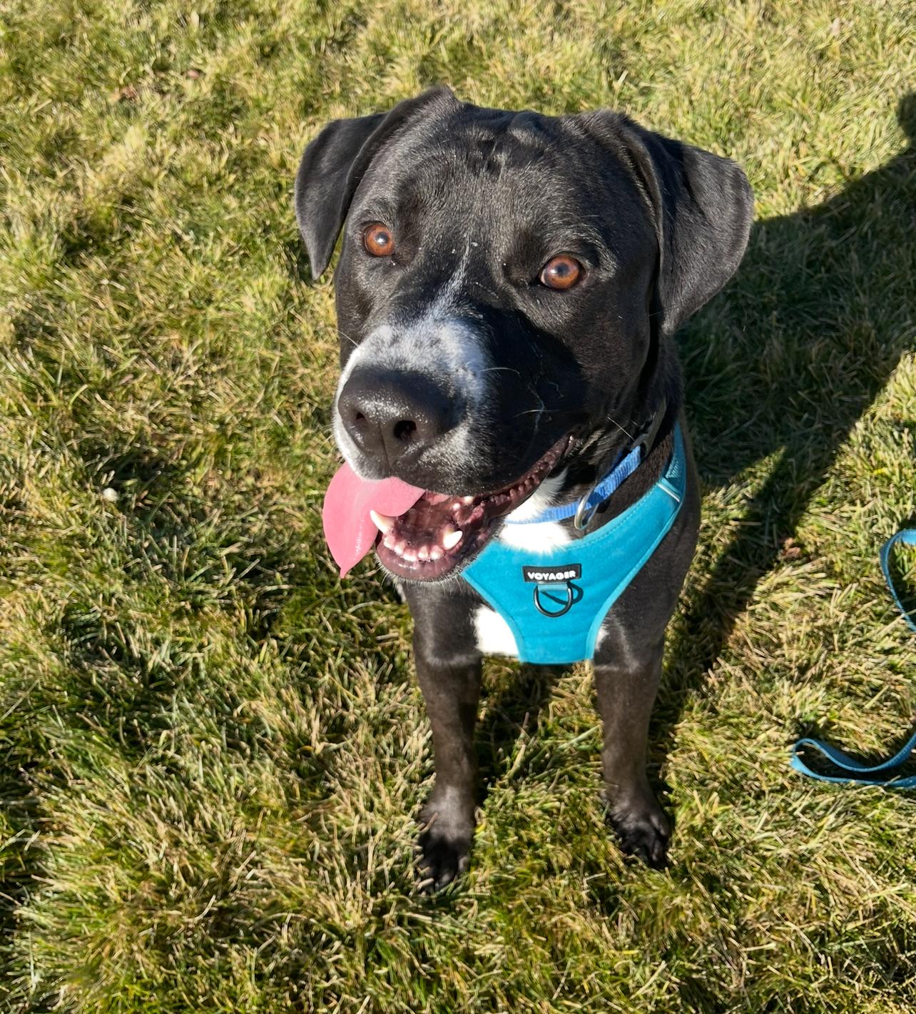 Tallen, a Adoptable mixed breed in Prineville, OR image 4/6