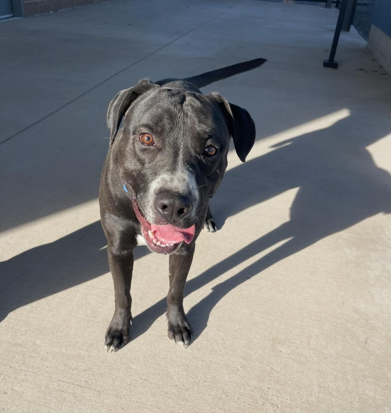Tallen, a Adoptable mixed breed in Prineville, OR image 5/6