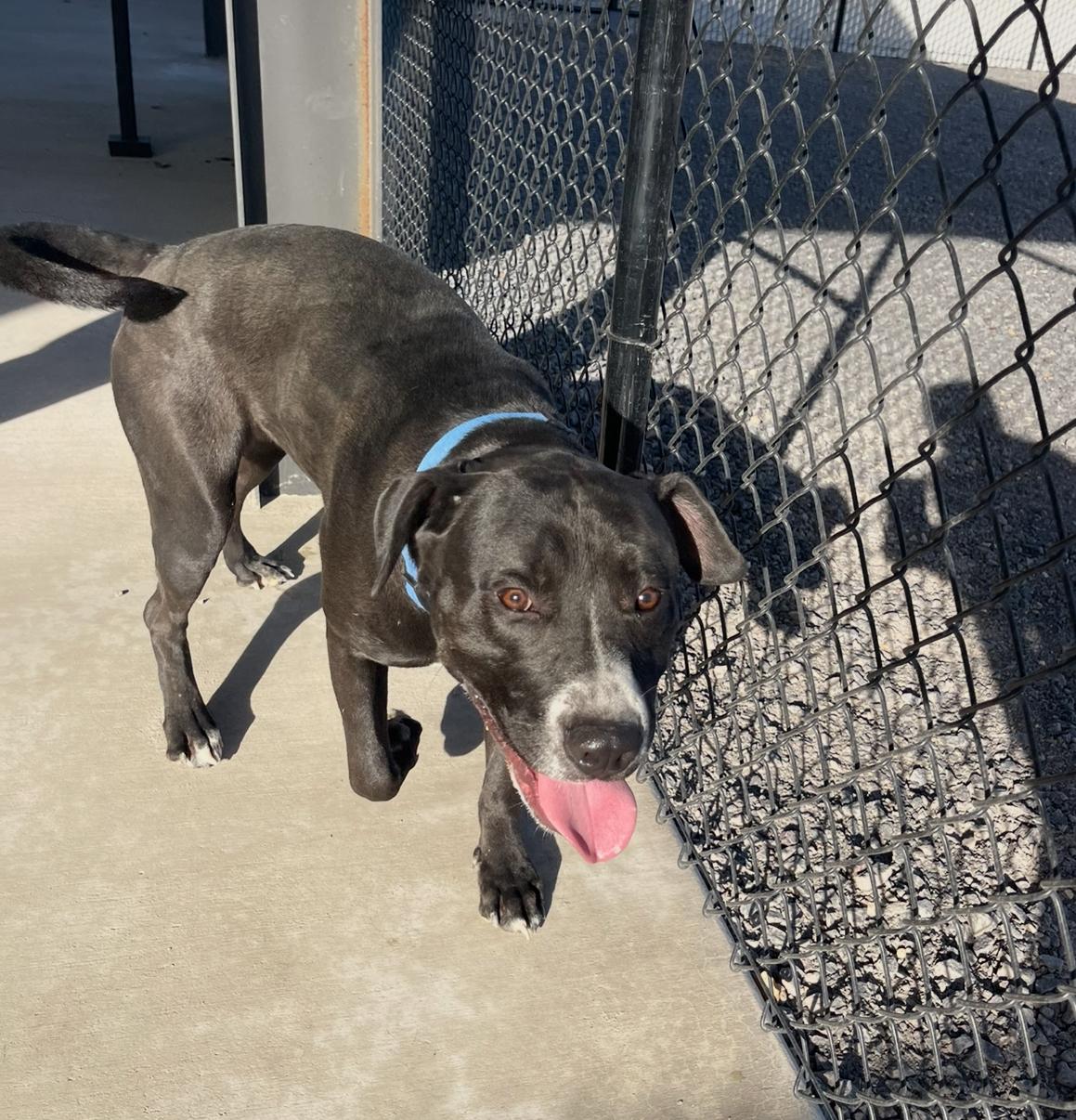 Tallen, a Adoptable mixed breed in Prineville, OR image 6/6