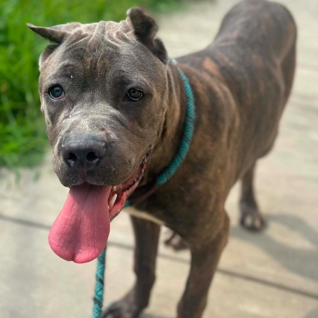 Carmen, Adoptable, Young Female Cane Corso.