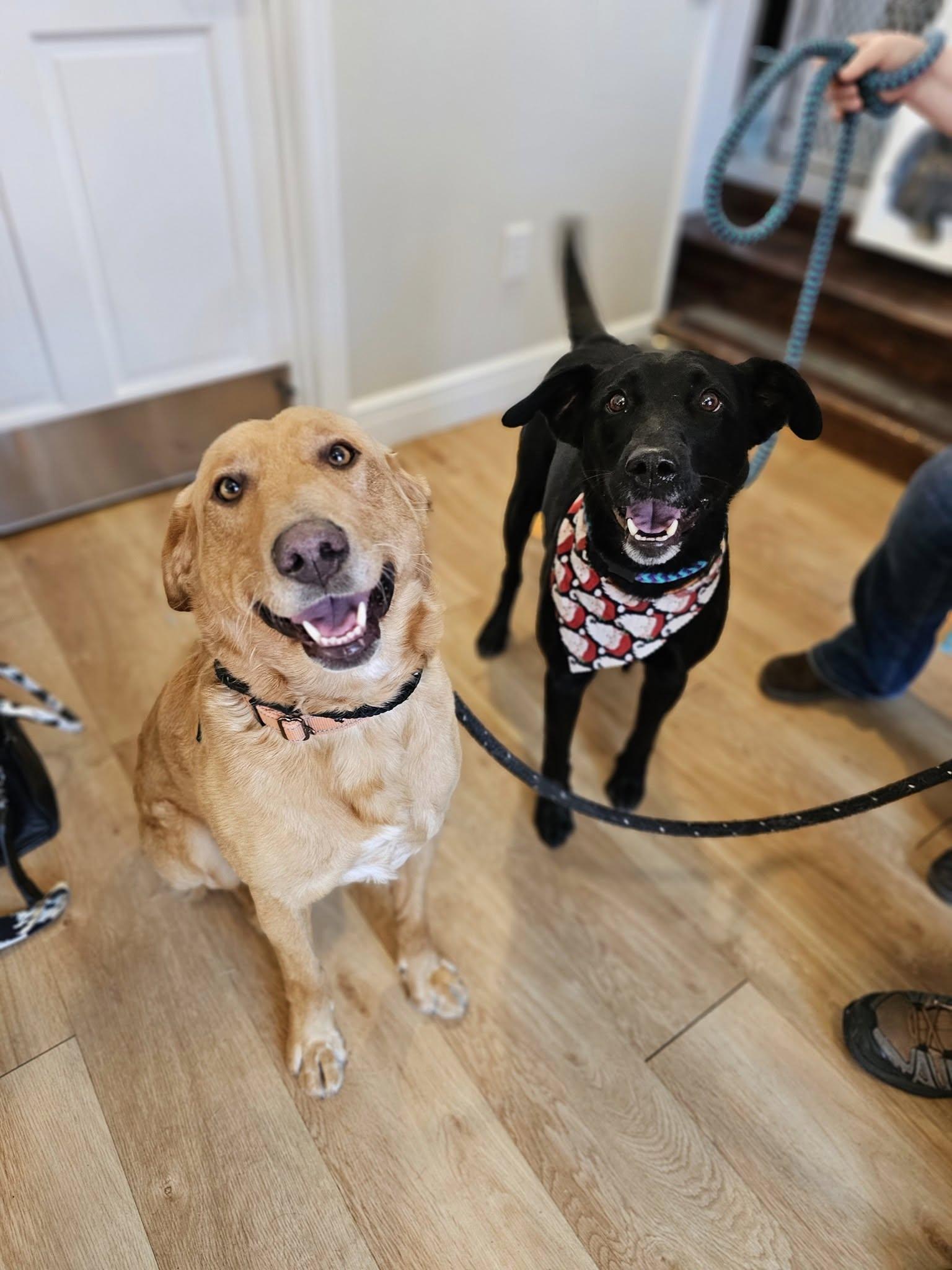 Beckett & Berkley, Adoptable, Adult Male Labrador Retriever & Golden Retriever.