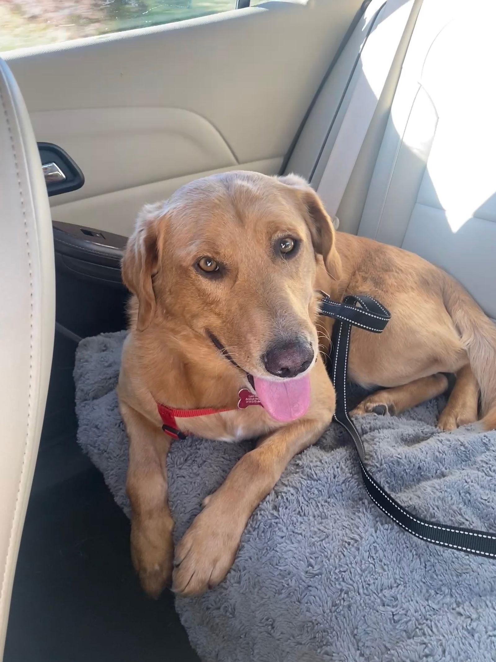 Enlarge Beckett & Berkley, a Adoptable mixed breed in Cedar Rapids, IA image 2/3