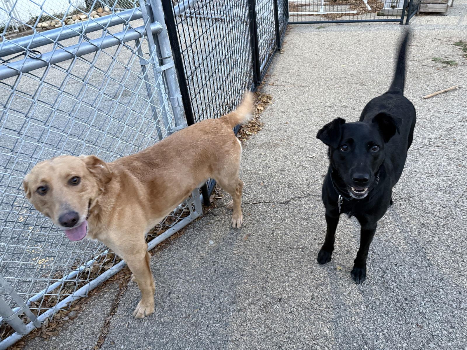 Enlarge Beckett & Berkley, a Adoptable mixed breed in Cedar Rapids, IA image 3/3