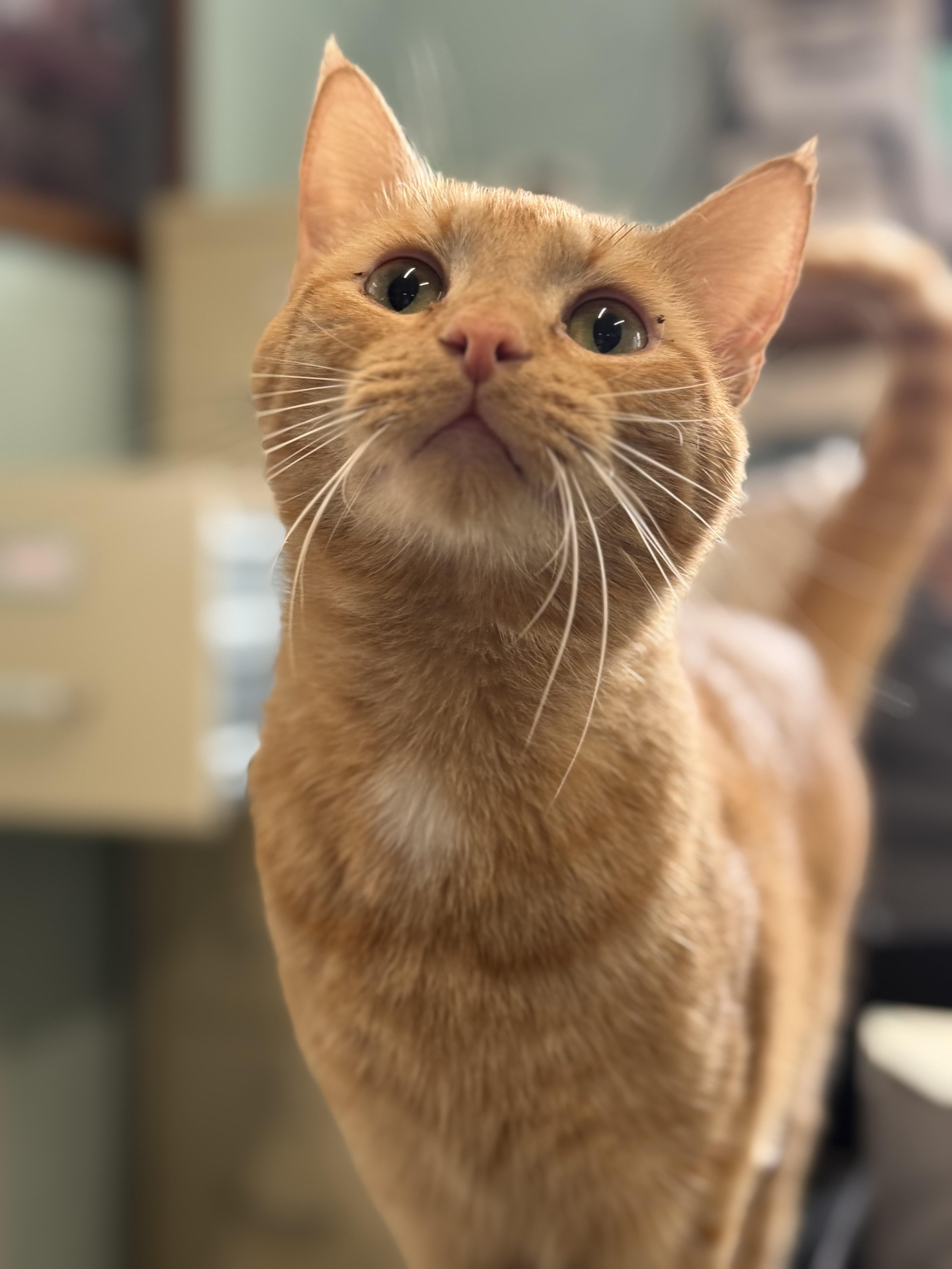 Enlarge Marshall, an adopted Domestic Short Hair in Warren, OH image 3/3