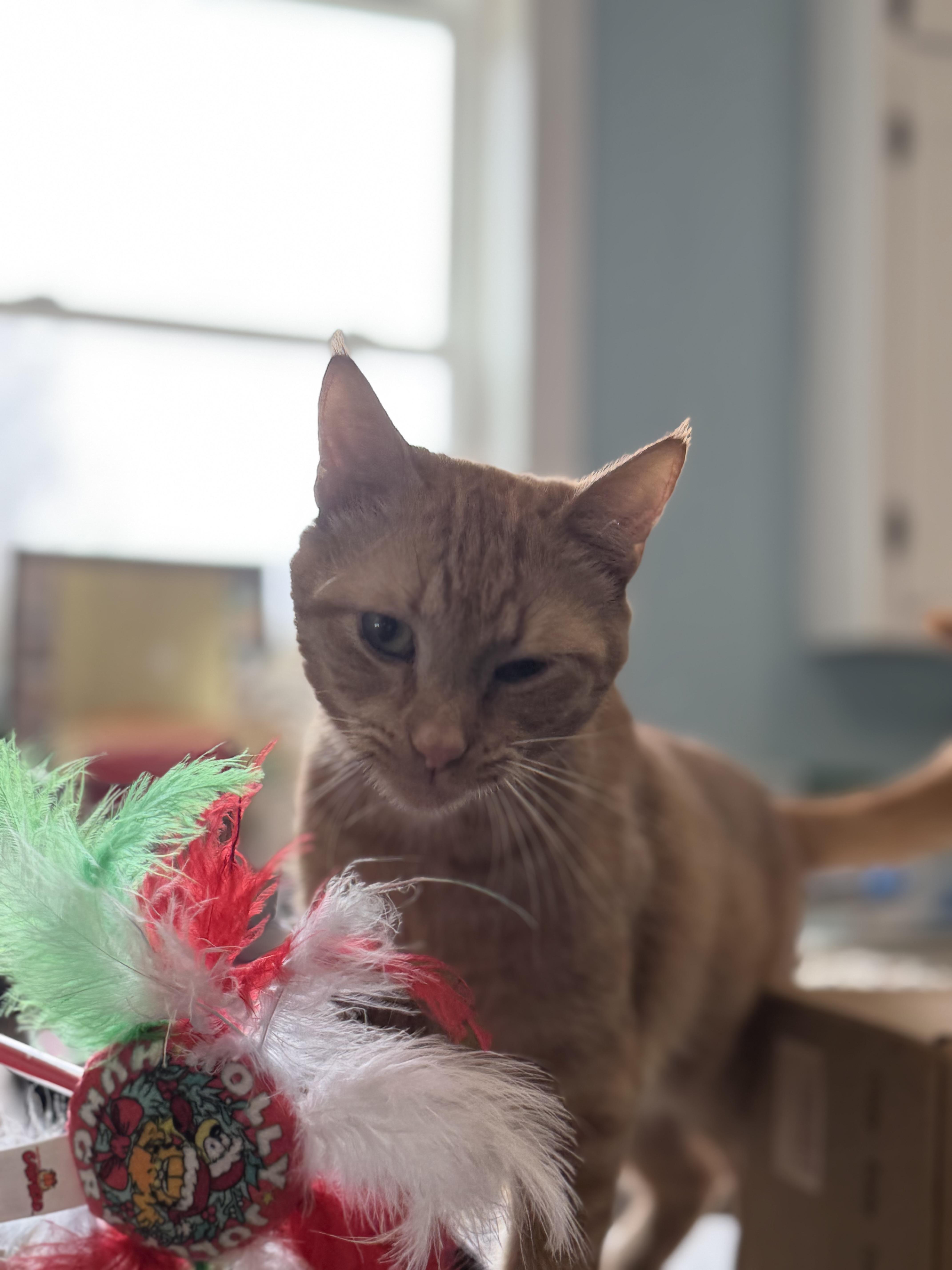 Enlarge Marshall, an adopted Domestic Short Hair in Warren, OH image 2/3