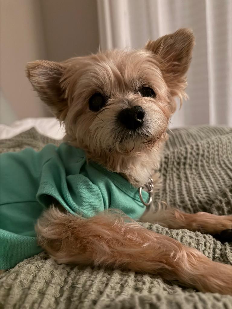 Enlarge Skipper, a Adoptable Yorkshire Terrier in College Station, TX image 1/6