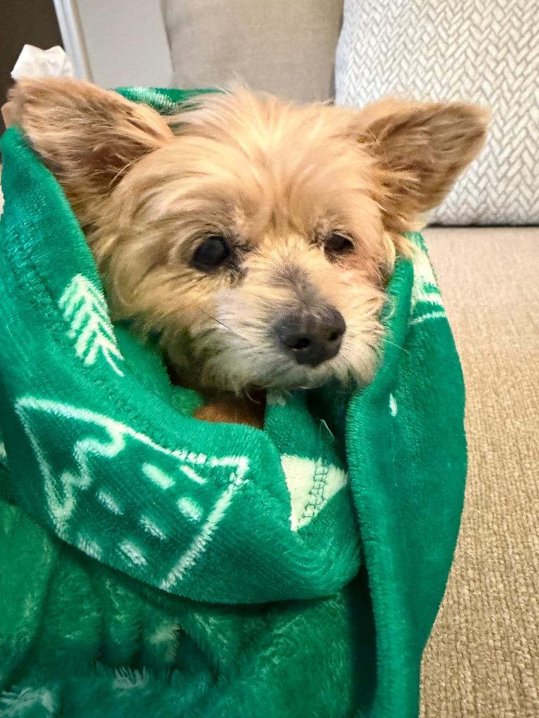 Enlarge Skipper, a Adoptable Yorkshire Terrier in College Station, TX image 2/6