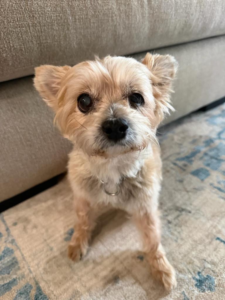 Enlarge Skipper, a Adoptable Yorkshire Terrier in College Station, TX image 3/6