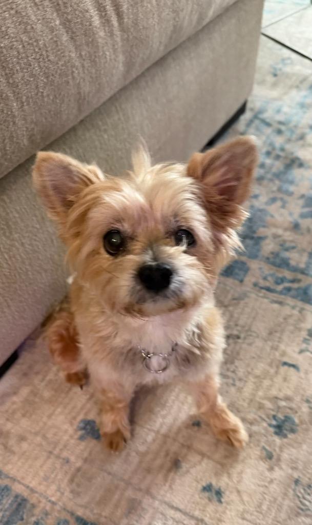 Enlarge Skipper, a Adoptable Yorkshire Terrier in College Station, TX image 4/6