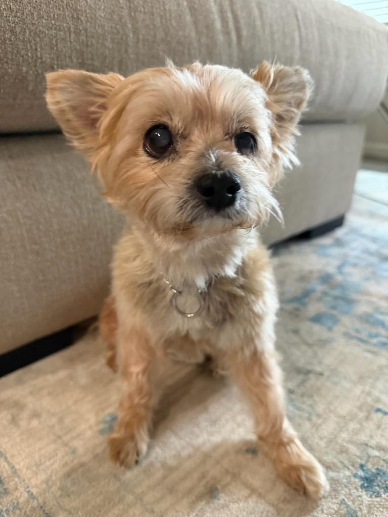 Enlarge Skipper, a Adoptable Yorkshire Terrier in College Station, TX image 5/6