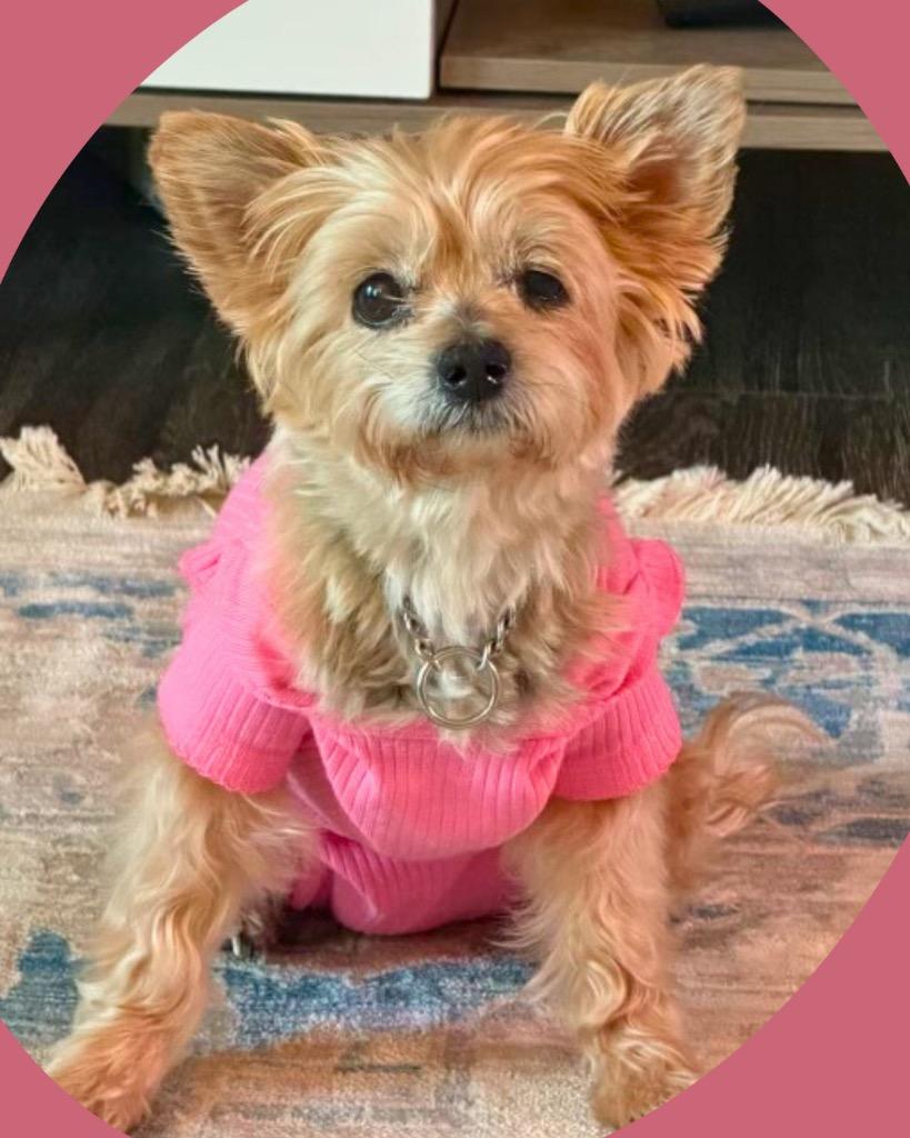 Enlarge Skipper, a Adoptable Yorkshire Terrier in College Station, TX image 6/6