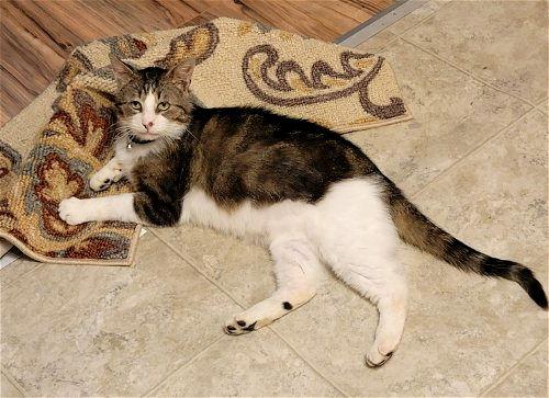 Jasper (FCID# 10/17/2022 - 116) SN food, Adoptable, Senior Male Tabby.