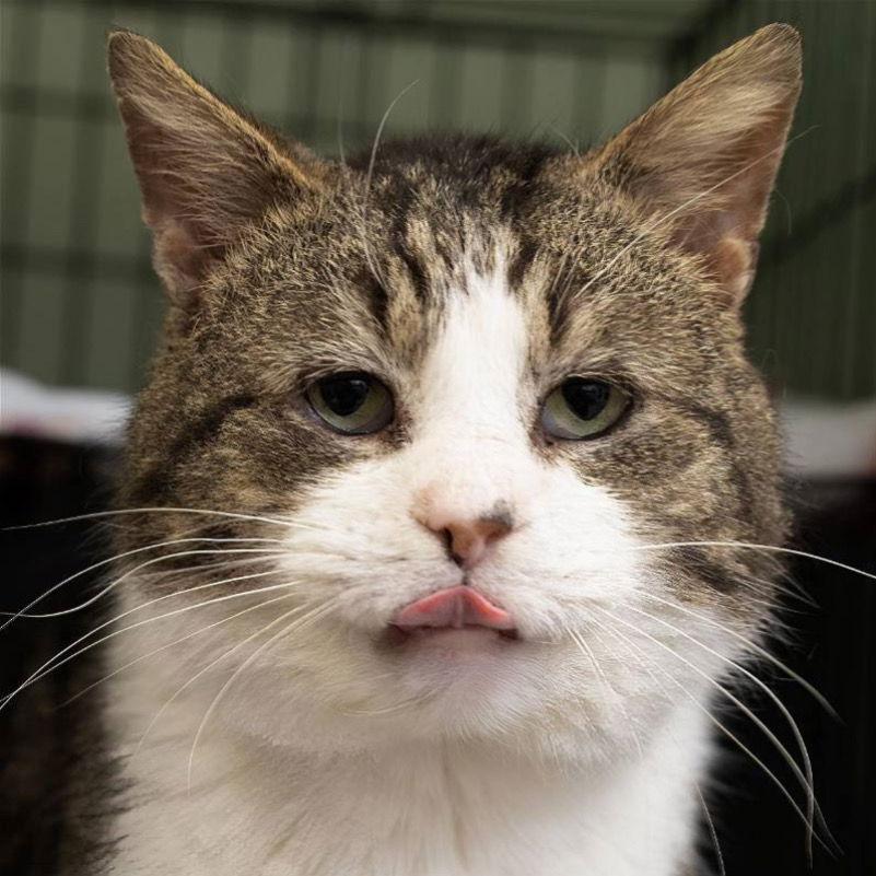 Enlarge Jasper (FCID# 10/17/2022 - 116) SN food, a Adoptable Tabby in Greenville, DE image 2/4