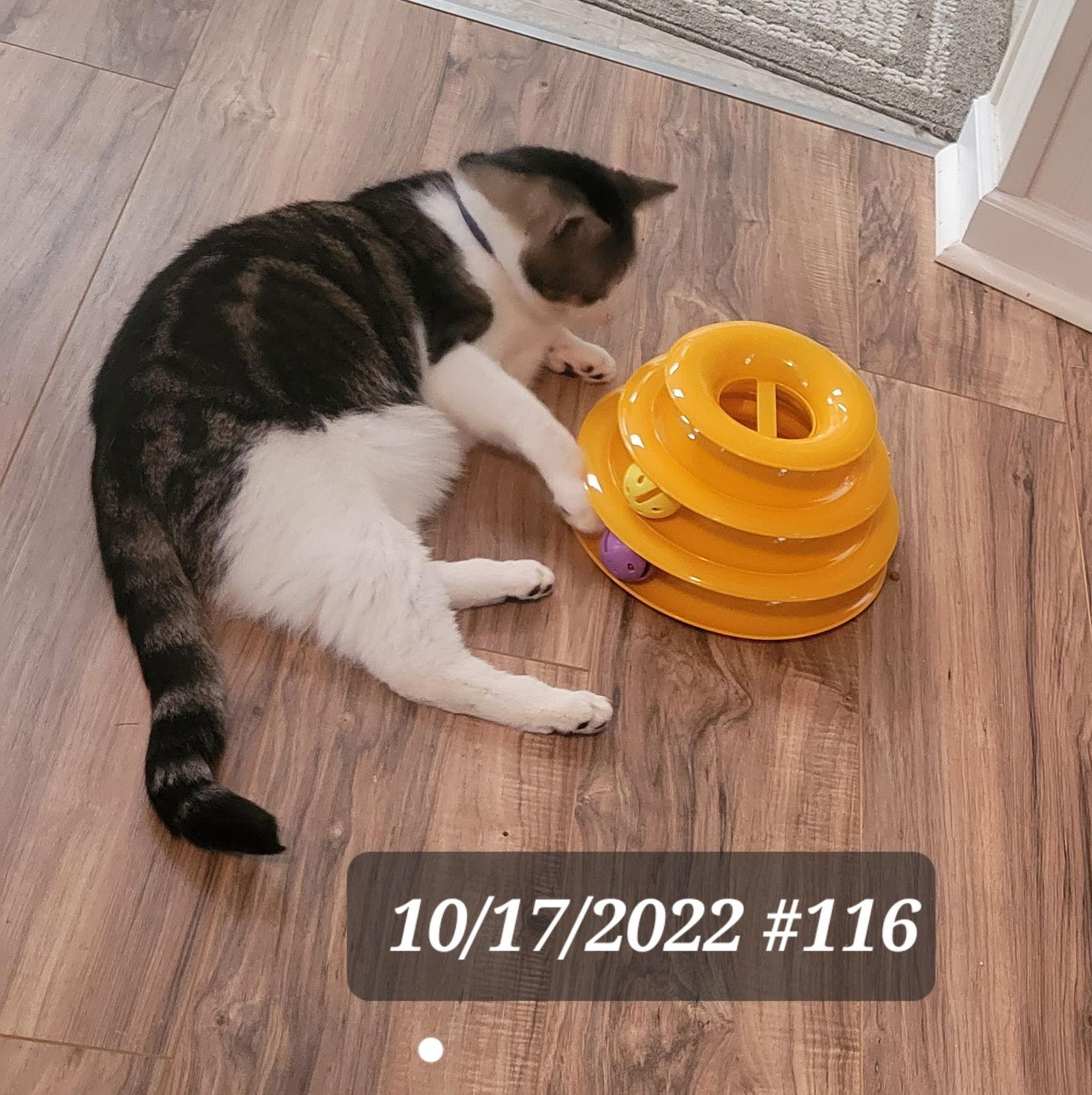 Enlarge Jasper (FCID# 10/17/2022 - 116) SN food, a Adoptable Tabby in Greenville, DE image 3/4