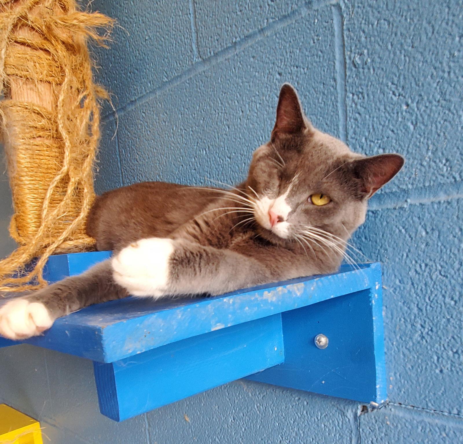 Enlarge Bella, a Adoptable Domestic Short Hair in Boston, KY image 1/3