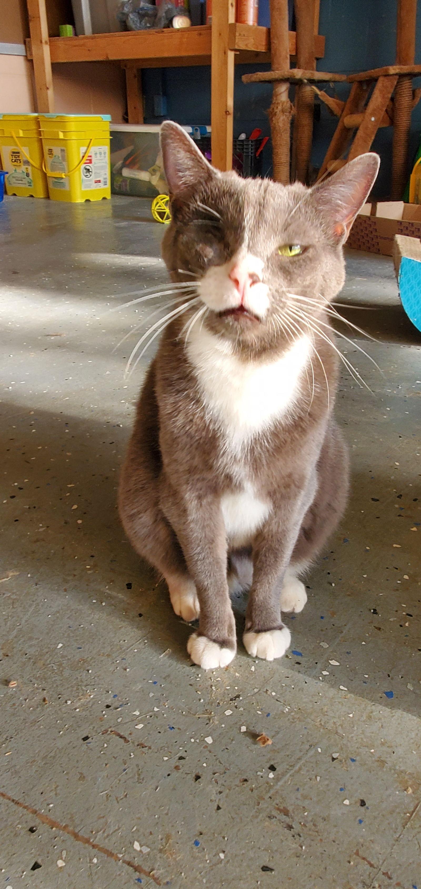 Enlarge Bella, a Adoptable Domestic Short Hair in Boston, KY image 2/3