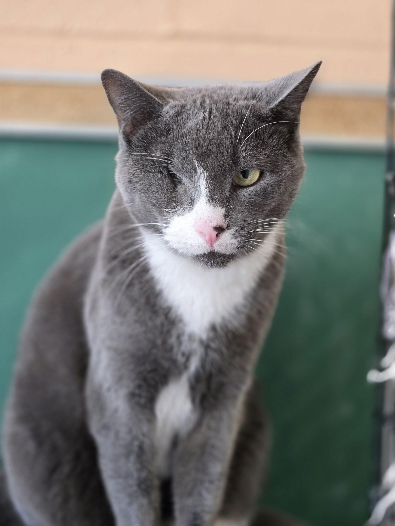 Enlarge Bella, a Adoptable Domestic Short Hair in Boston, KY image 3/3