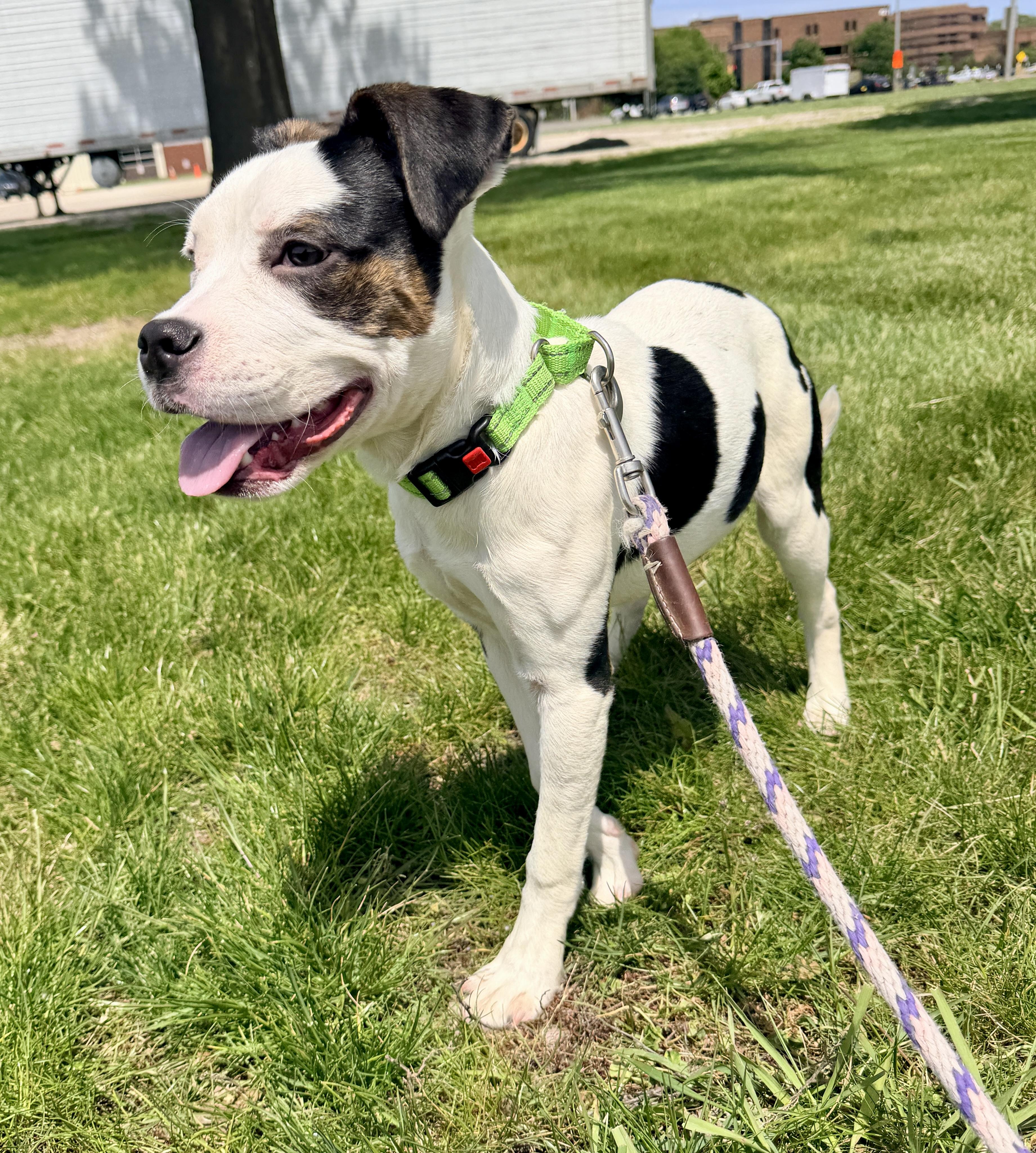 Boyle, Adoptable, Young Male Pit Bull Terrier.