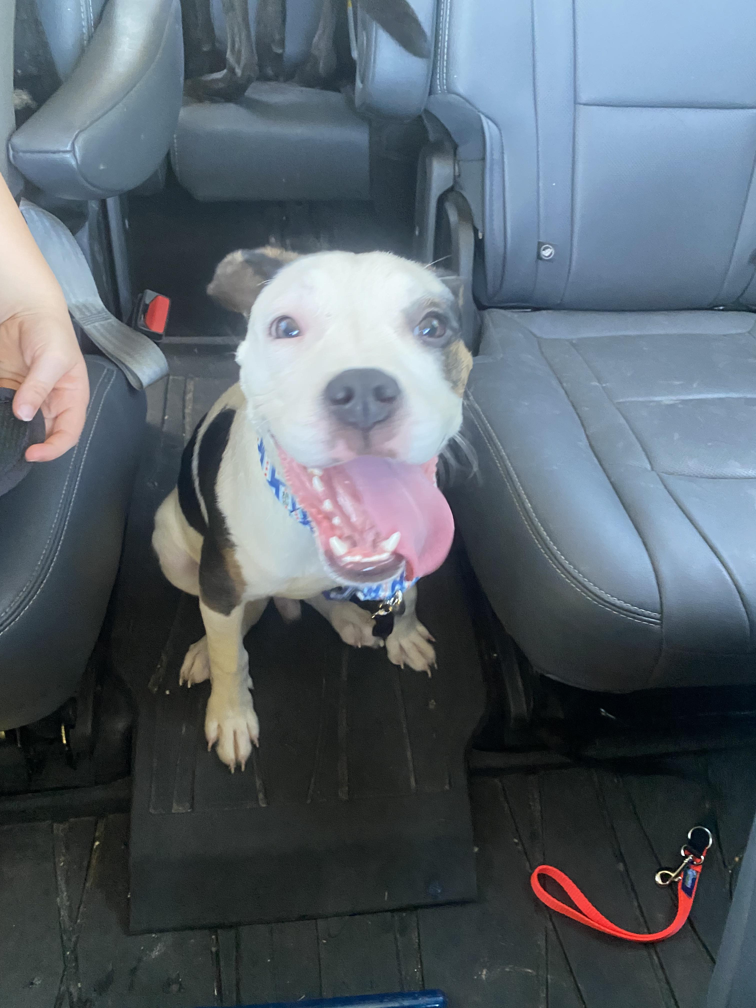 Enlarge Boyle, a Adoptable Pit Bull Terrier in Wheaton, IL image 2/6