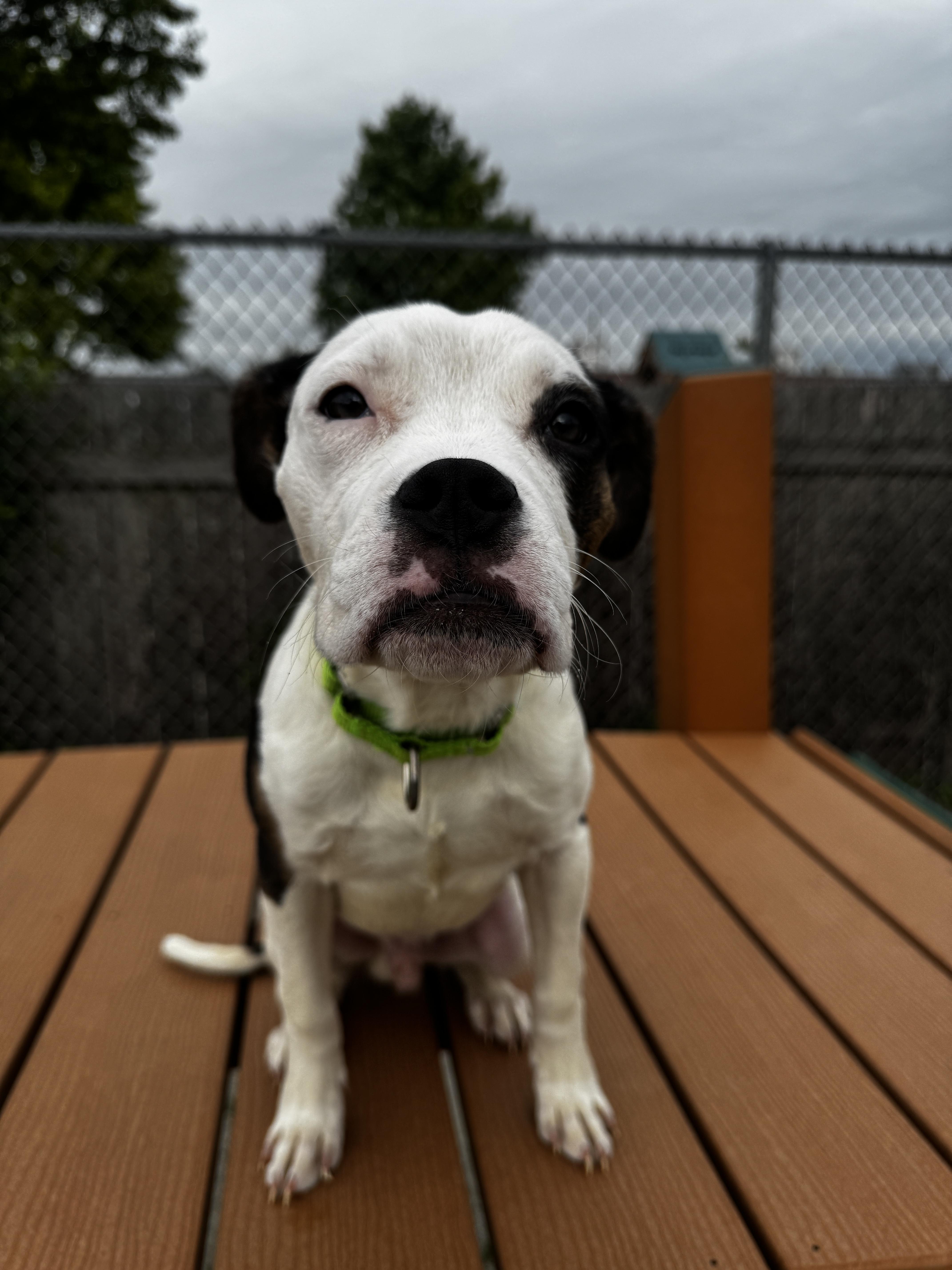 Enlarge Boyle, a Adoptable Pit Bull Terrier in Wheaton, IL image 3/6