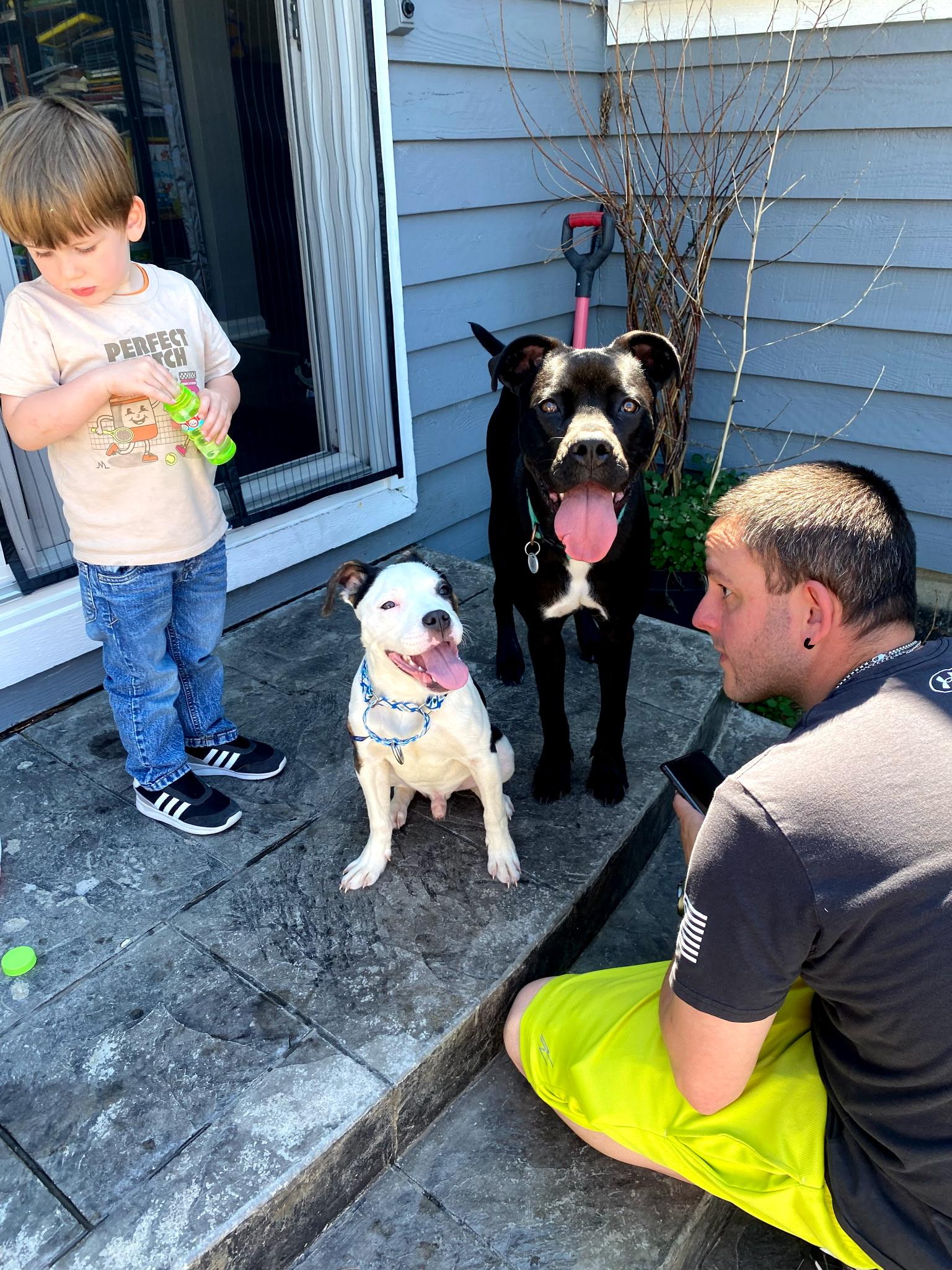 Enlarge Boyle, a Adoptable Pit Bull Terrier in Wheaton, IL image 4/6