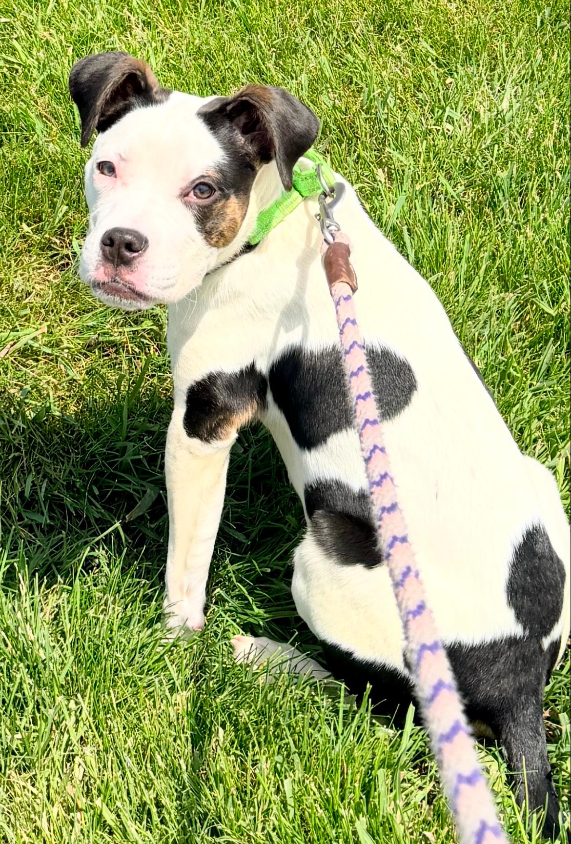 Enlarge Boyle, a Adoptable Pit Bull Terrier in Wheaton, IL image 5/6