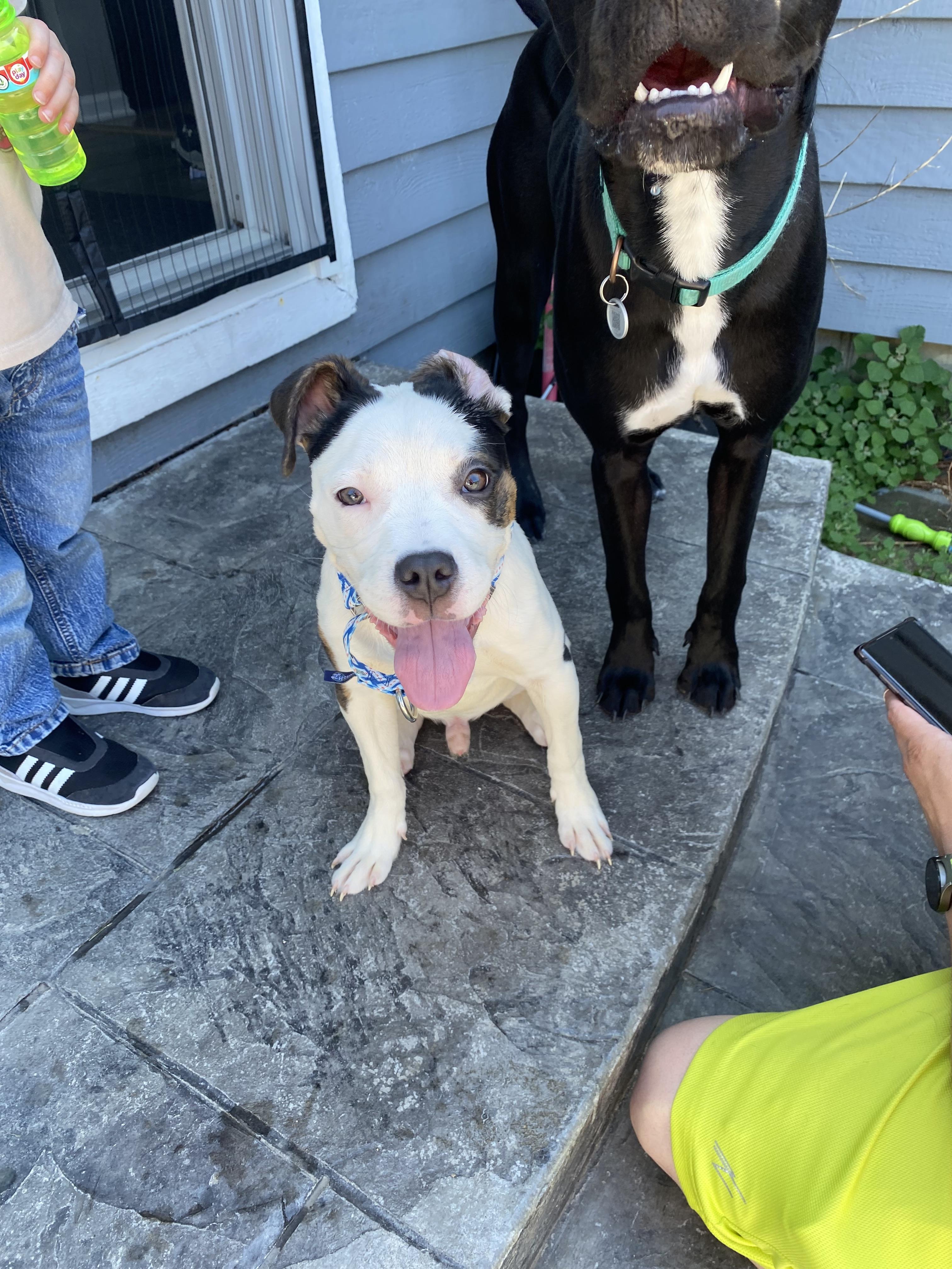 Enlarge Boyle, a Adoptable Pit Bull Terrier in Wheaton, IL image 6/6