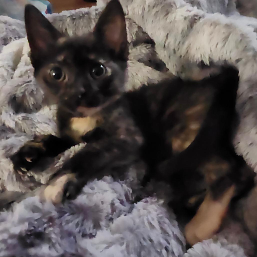 Enlarge Franny Jo-AR, a Adoptable Domestic Short Hair in Tallahassee, FL image 1/5