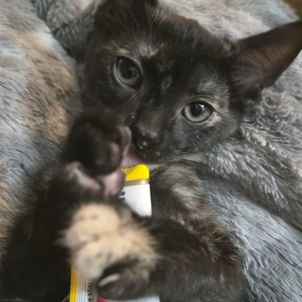 Enlarge Franny Jo-AR, a Adoptable Domestic Short Hair in Tallahassee, FL image 3/5