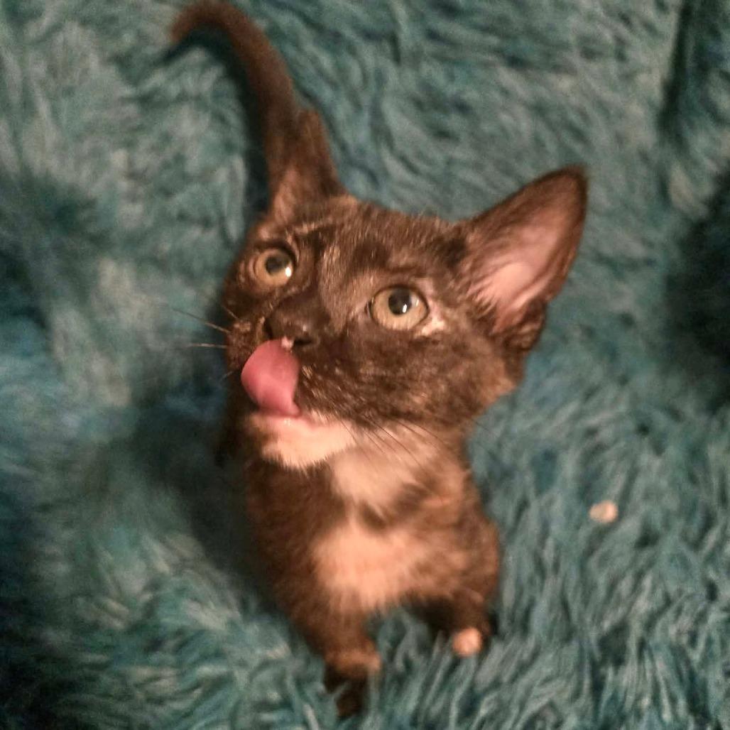 Enlarge Franny Jo-AR, a Adoptable Domestic Short Hair in Tallahassee, FL image 5/5