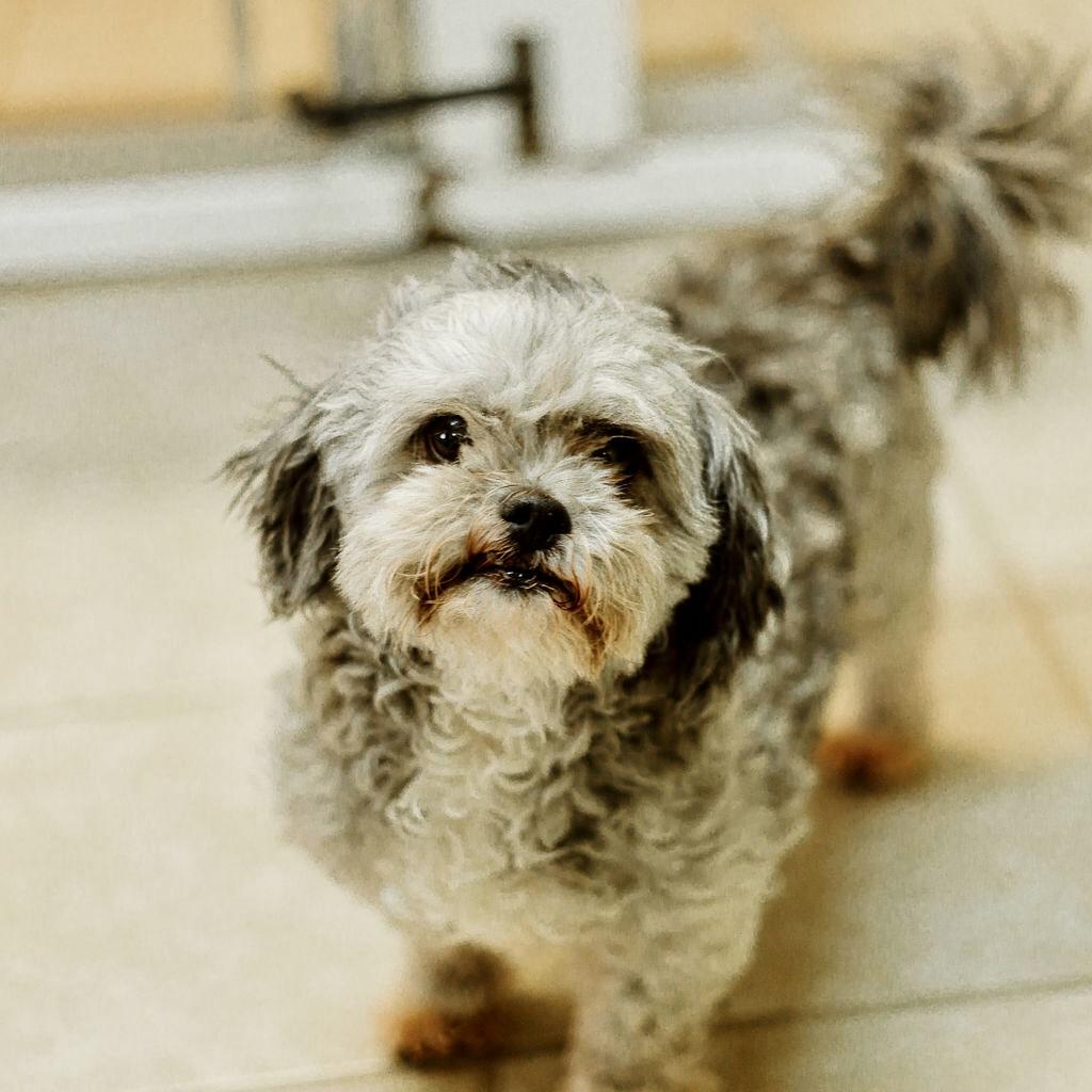 Gideon, a Adoptable mixed breed in Gallatin, TN image 1/2