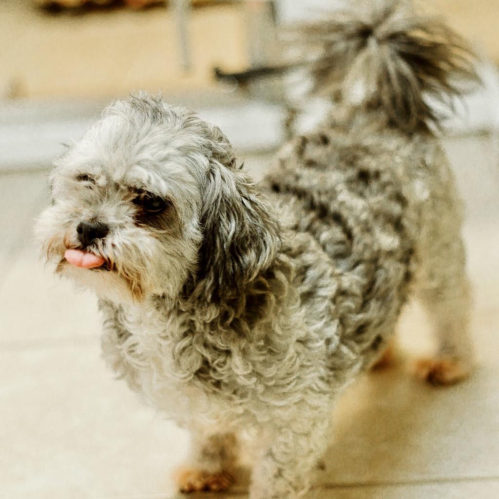 Lhasa Apso Shih Tzu Long Haired Lap Dogs Shih Tzu Poodle Mixed