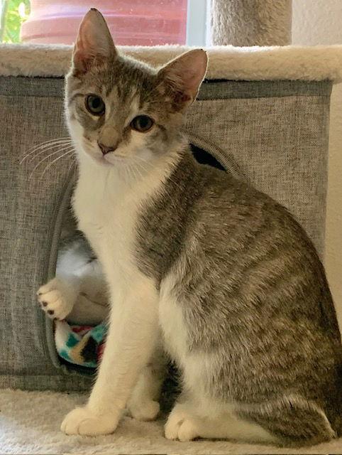 Allspice, a Adoptable Domestic Short Hair in Wesley Chapel, FL image 2/3