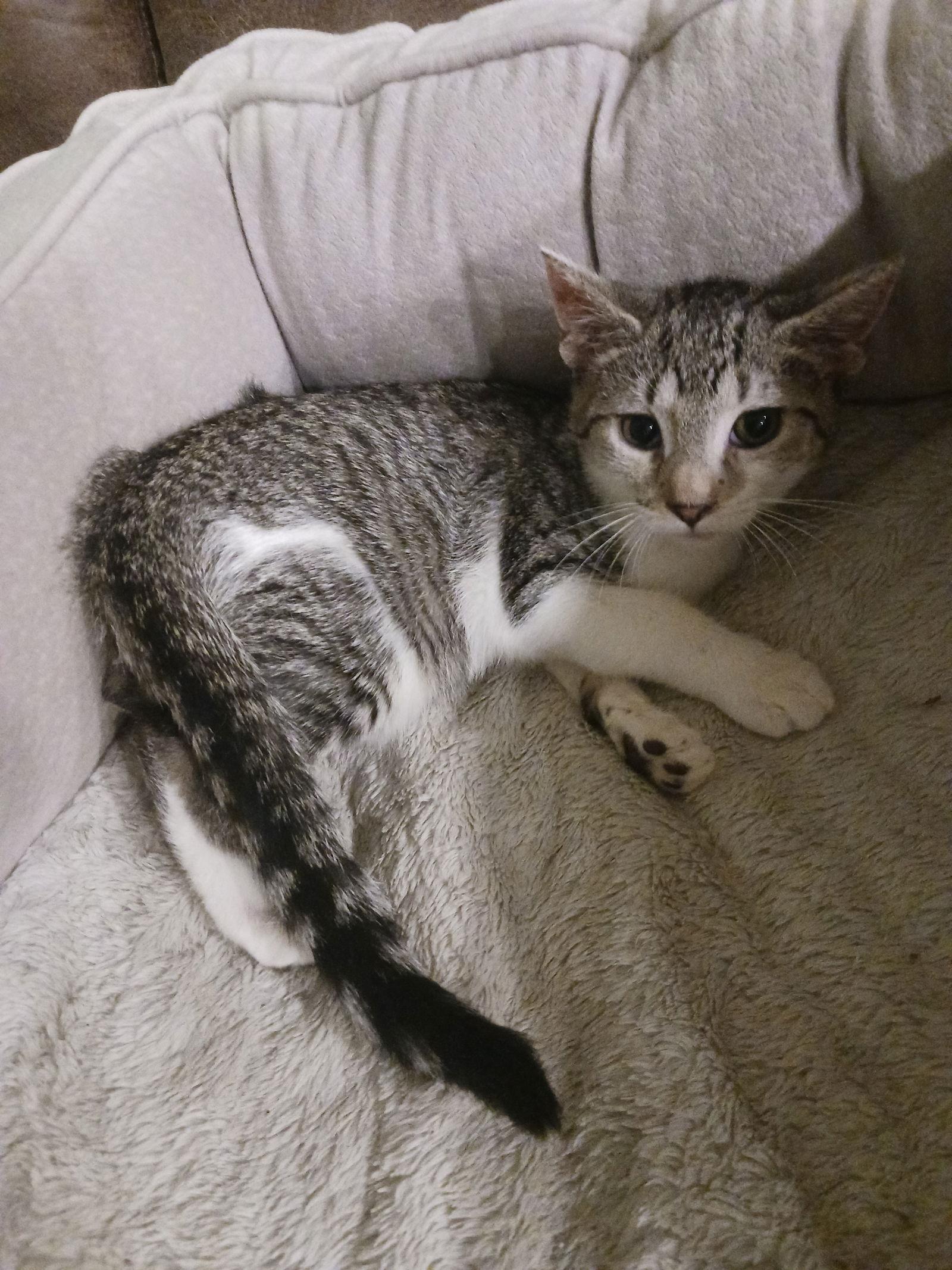 Allspice, a Adoptable Domestic Short Hair in Wesley Chapel, FL image 3/3