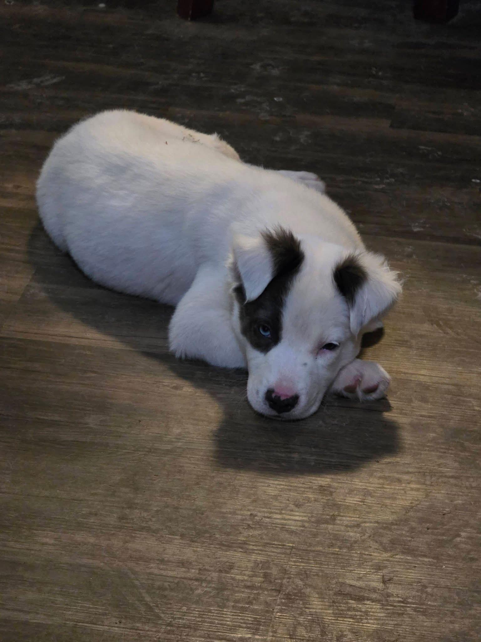 Enlarge Cookie, a Adoptable Pit Bull Terrier in New London, WI image 1/3