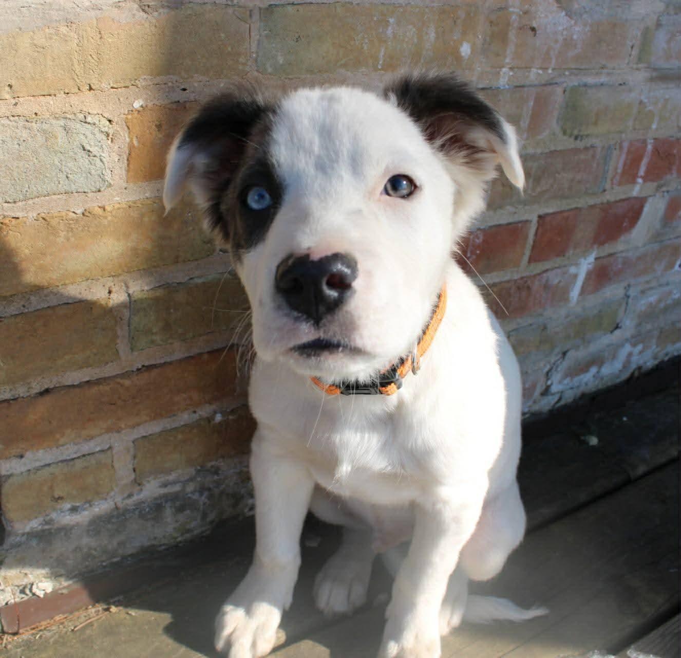 Enlarge Cookie, a Adopted Pit Bull Terrier in New London, WI image 1/3