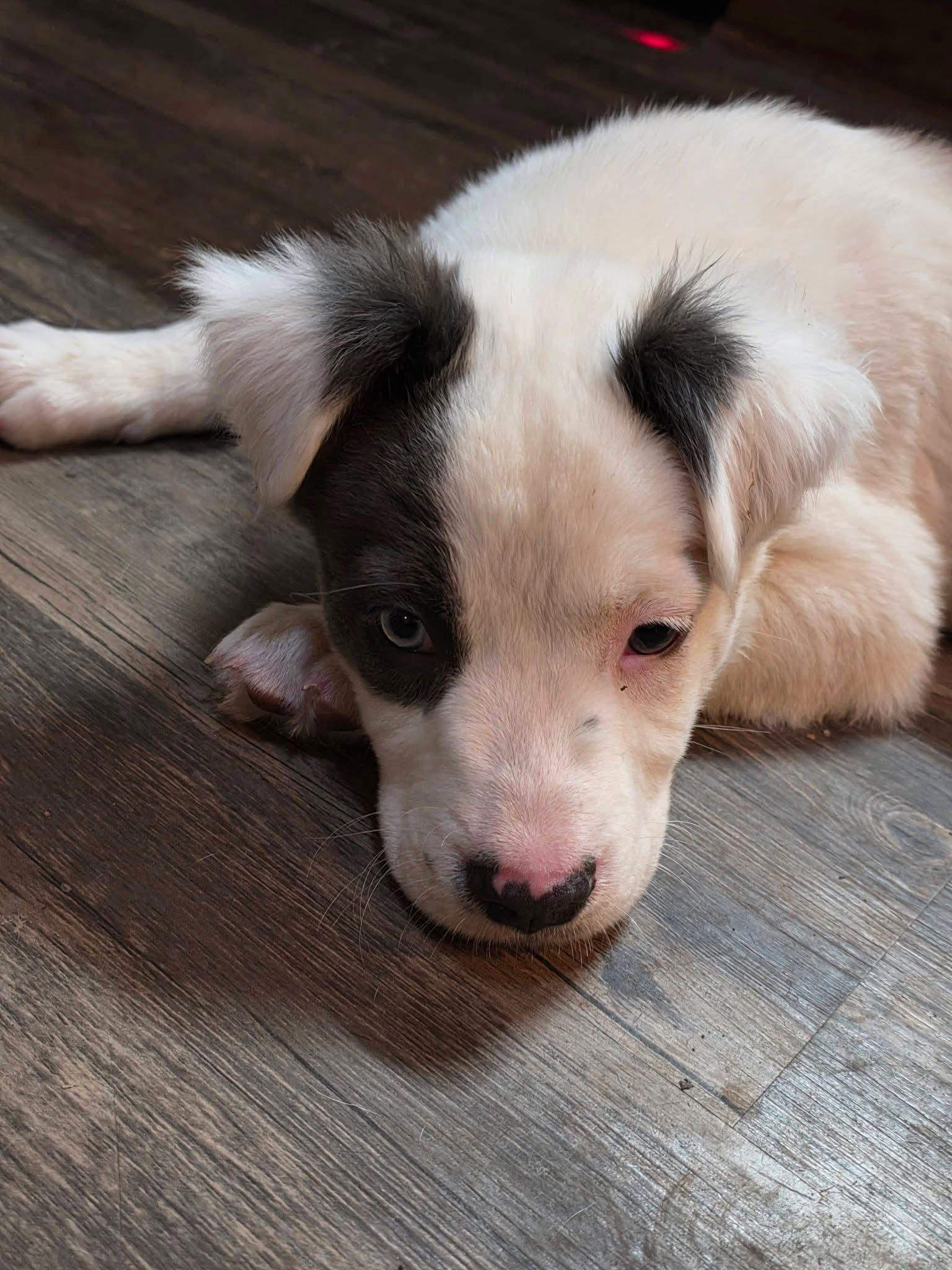 Enlarge Cookie, a Adoptable Pit Bull Terrier in New London, WI image 2/3