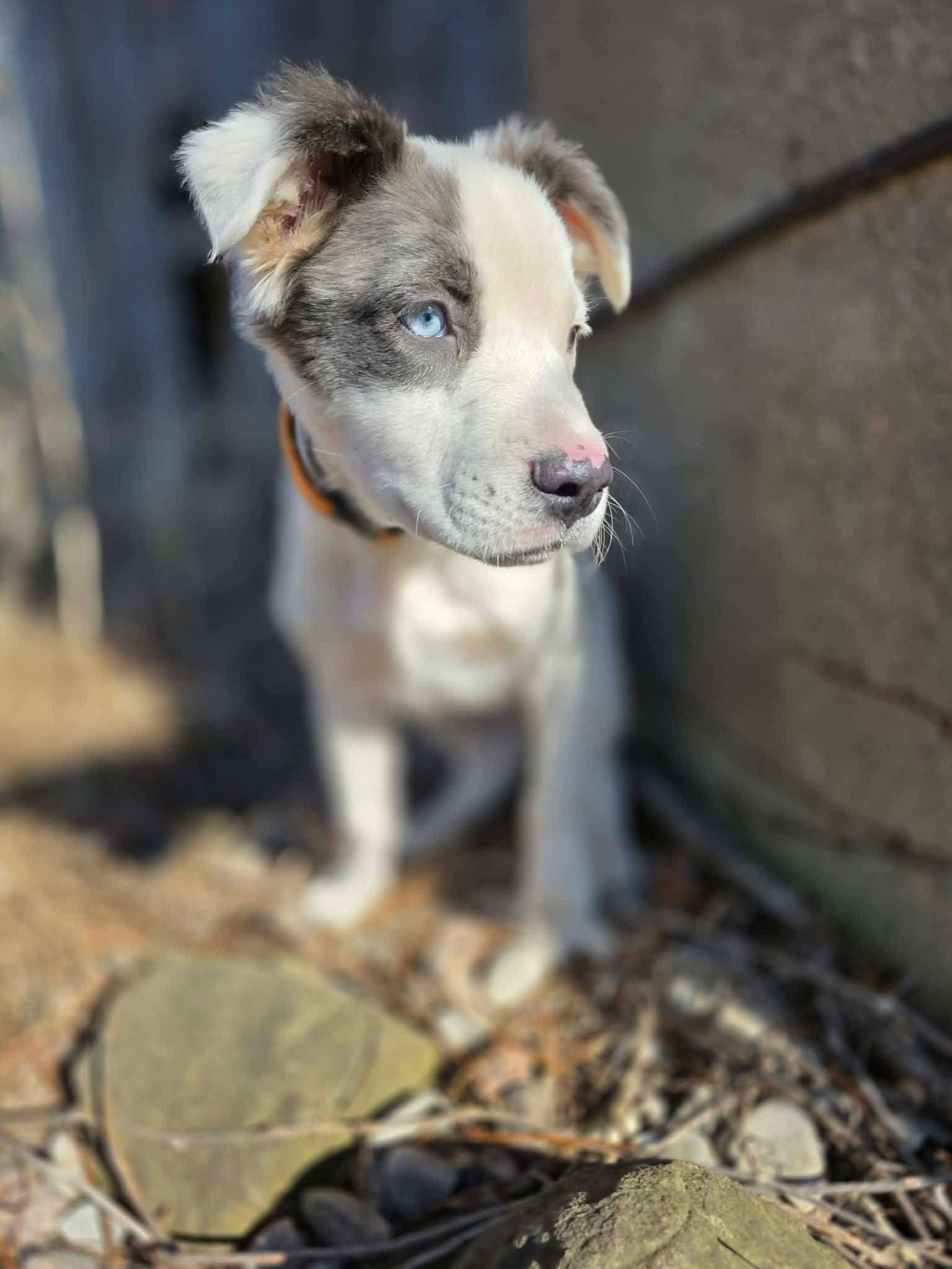 Enlarge Cookie, a Adopted Pit Bull Terrier in New London, WI image 2/3