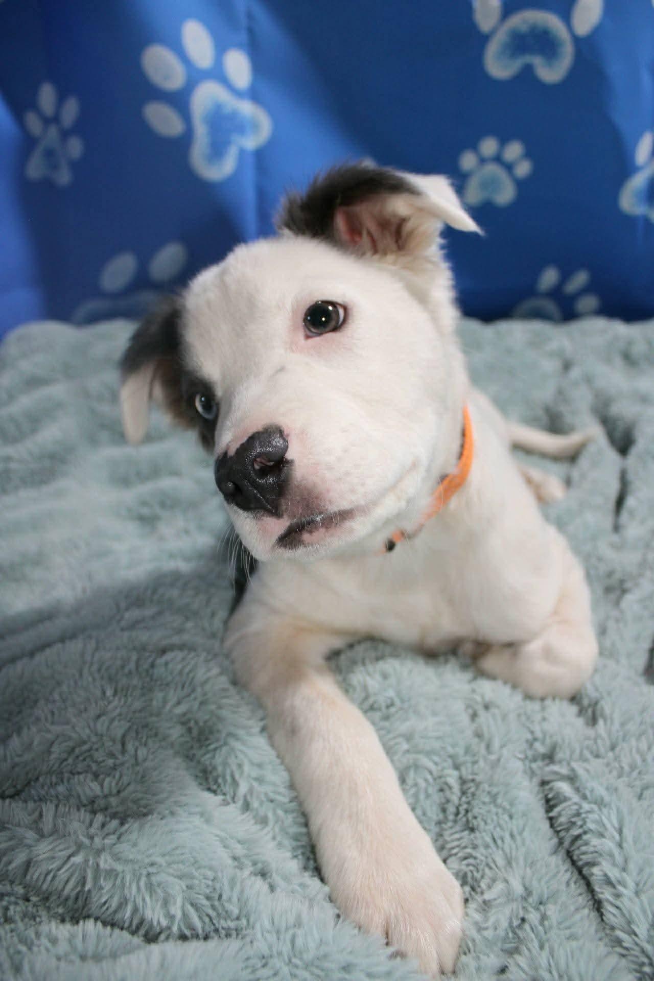 Enlarge Cookie, a Adopted Pit Bull Terrier in New London, WI image 3/3