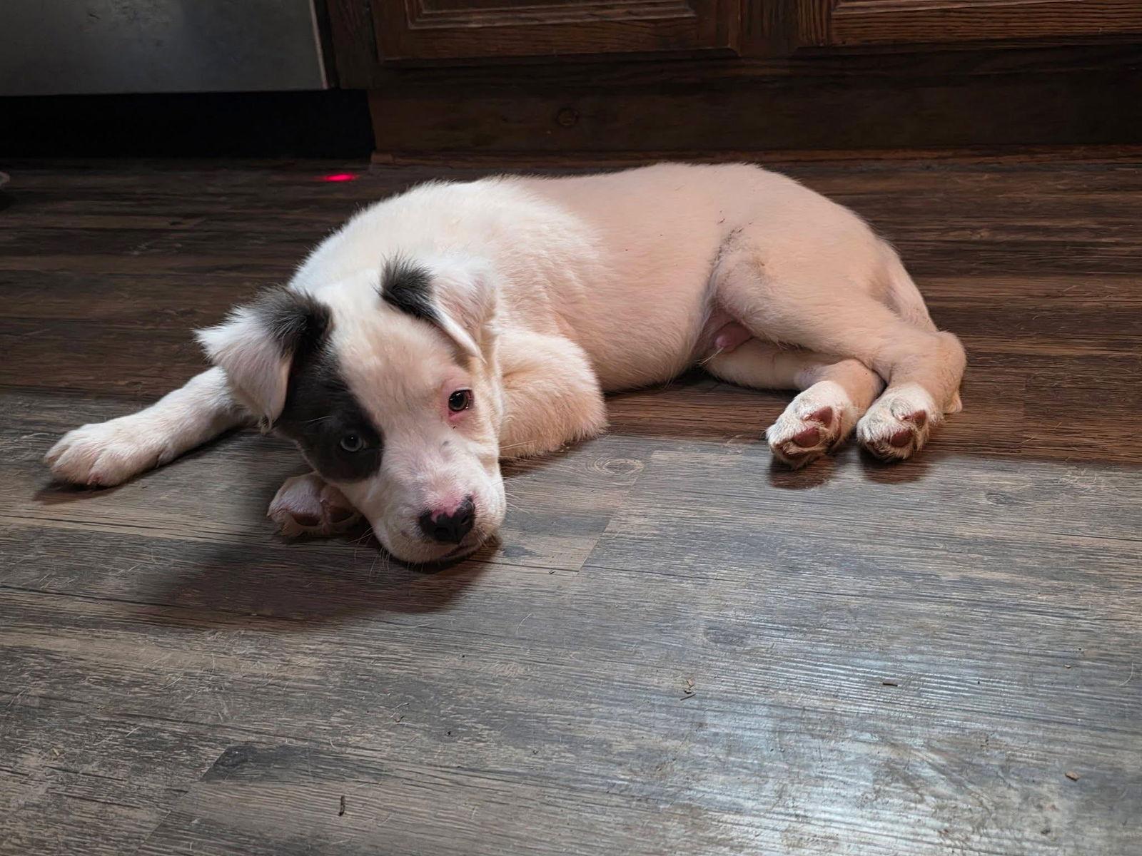 Enlarge Cookie, a Adoptable Pit Bull Terrier in New London, WI image 3/3