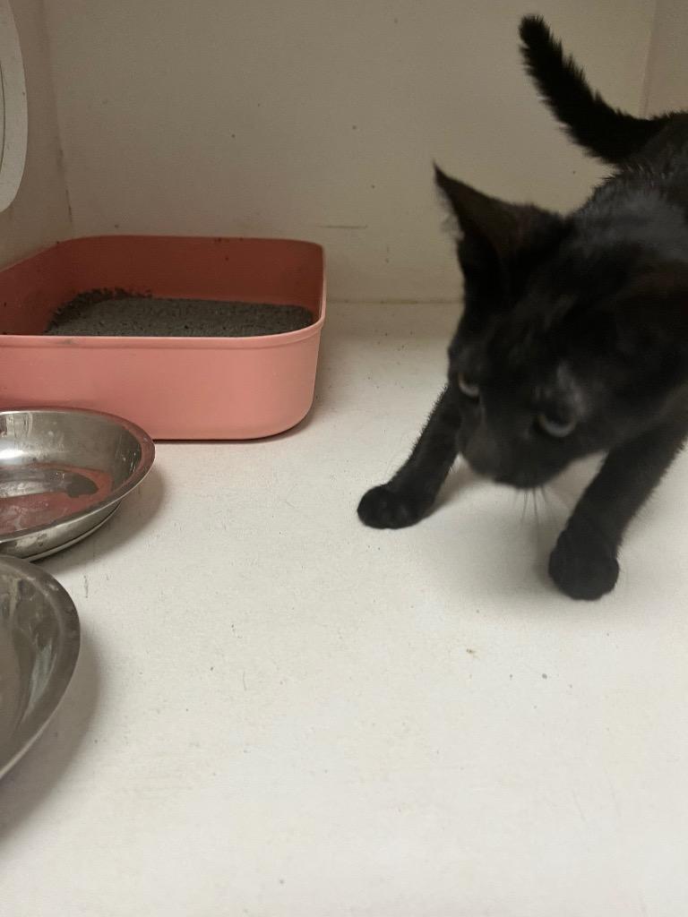 Sandra, Adopted, Kitten Female Domestic Short Hair.