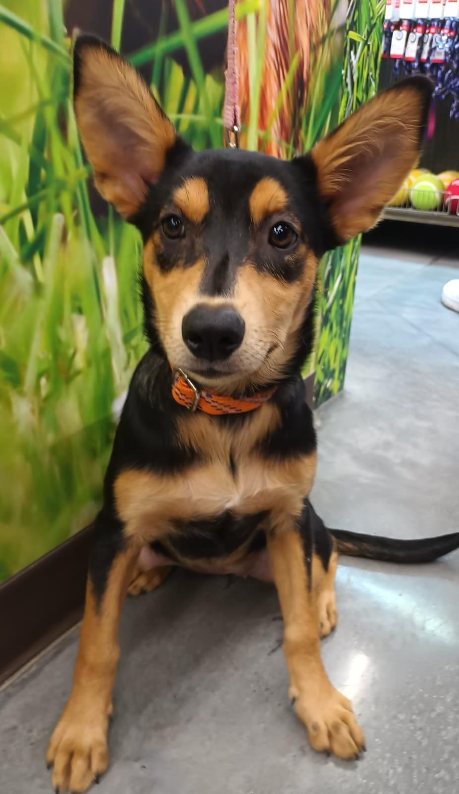 Alana, a ADOPTABLE mixed breed in San Diego, CA image 5/5