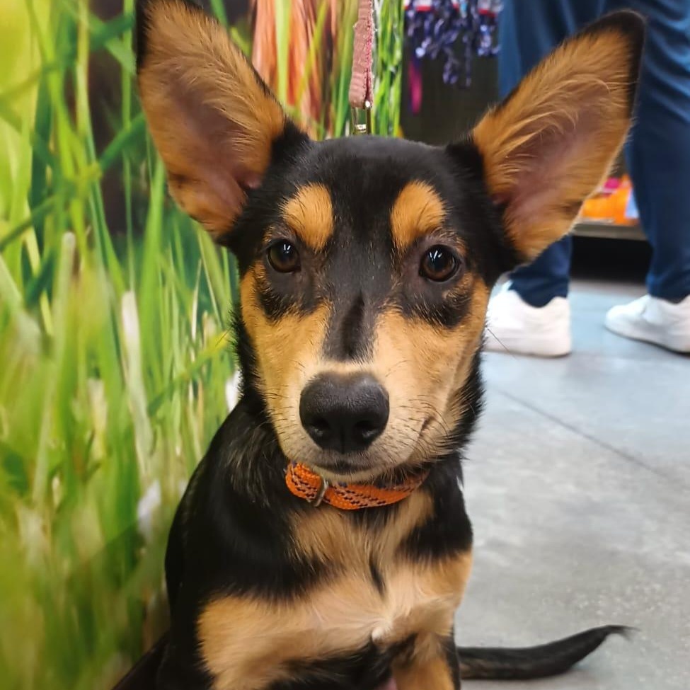 Alana, a ADOPTABLE mixed breed in San Diego, CA image 1/5