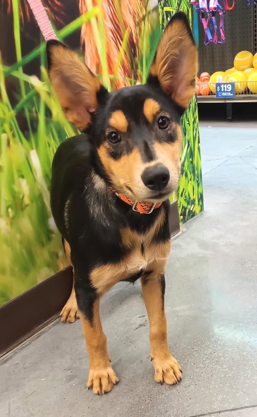 Alana, a ADOPTABLE mixed breed in San Diego, CA image 4/5