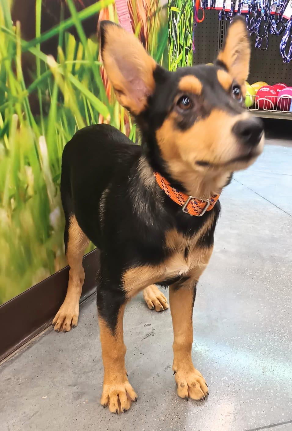 Alana, a ADOPTABLE mixed breed in San Diego, CA image 2/5