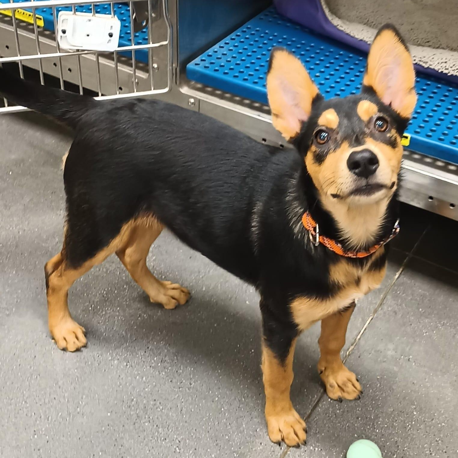 Alana, a ADOPTABLE mixed breed in San Diego, CA image 3/5