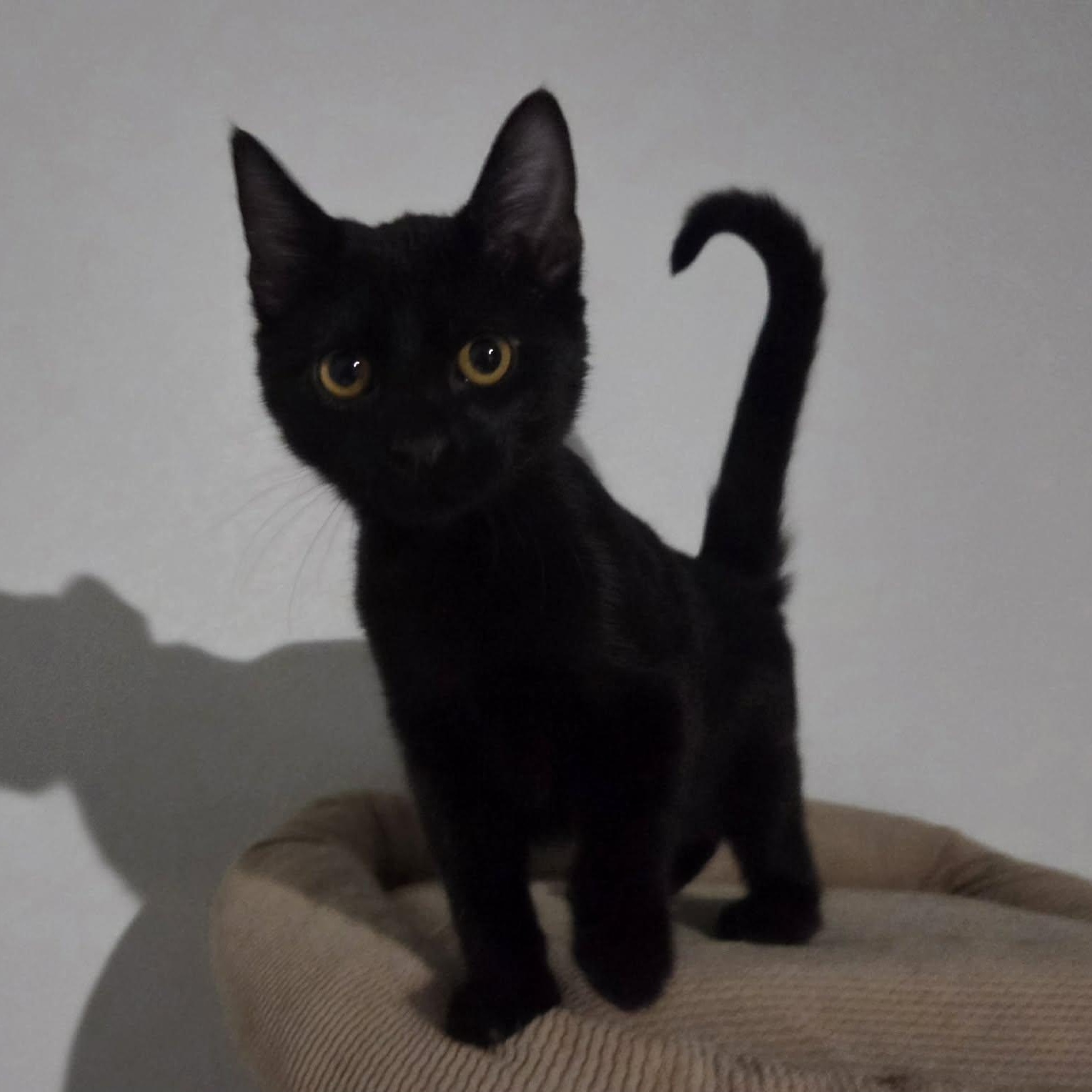 KNUCKLES, an adopted Domestic Short Hair in Loveland, CO image 4/6