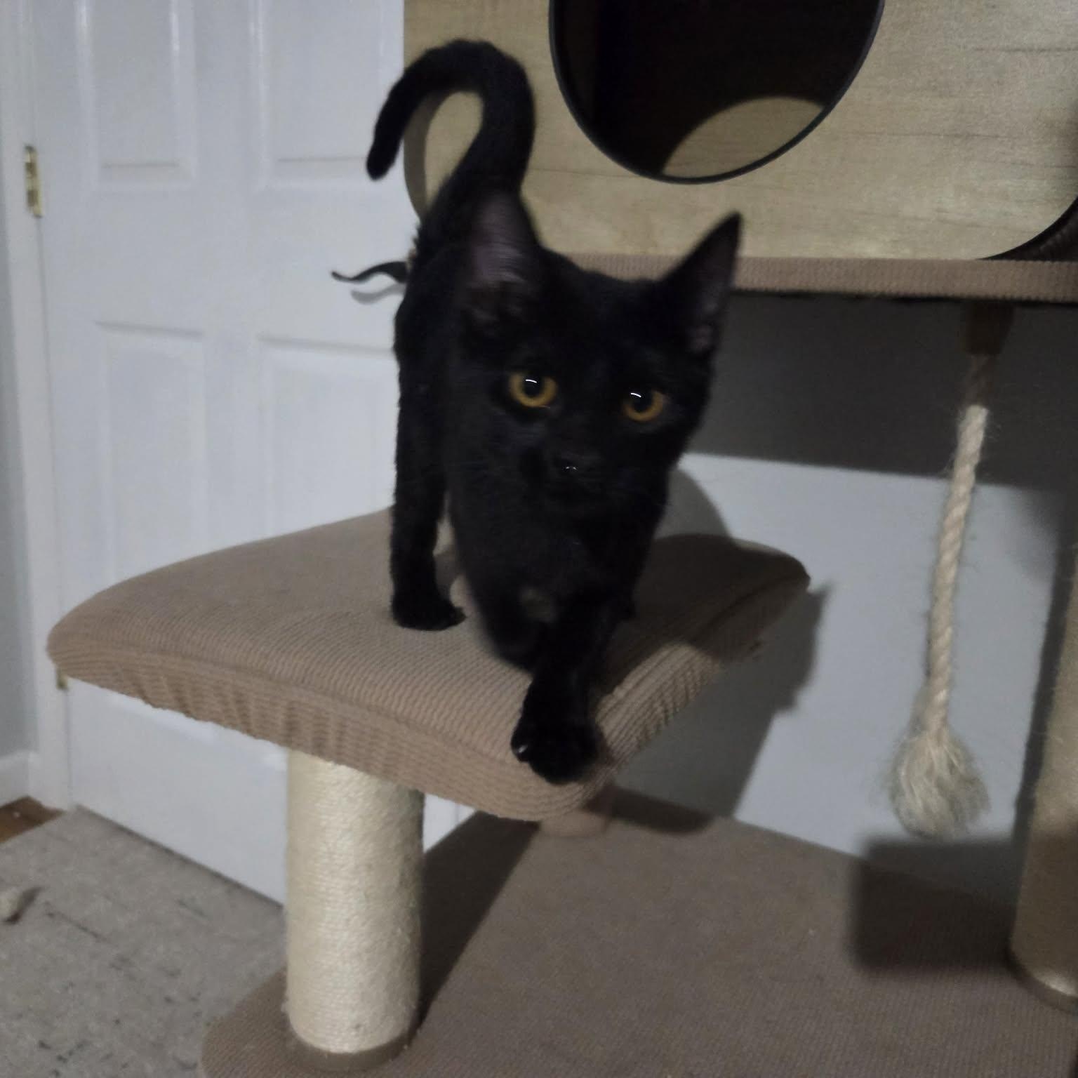 KNUCKLES, an adopted Domestic Short Hair in Loveland, CO image 5/6