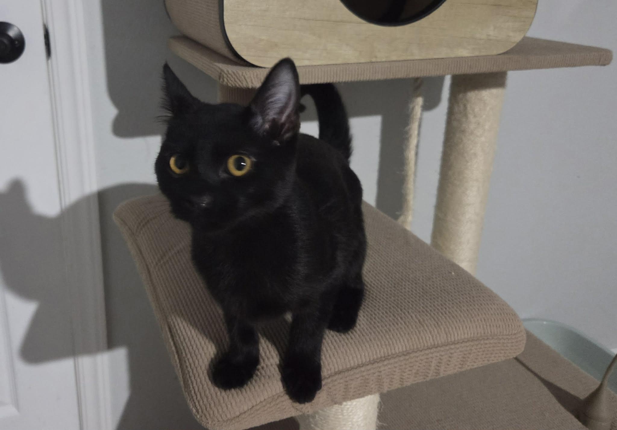 KNUCKLES, an adopted Domestic Short Hair in Loveland, CO image 6/6