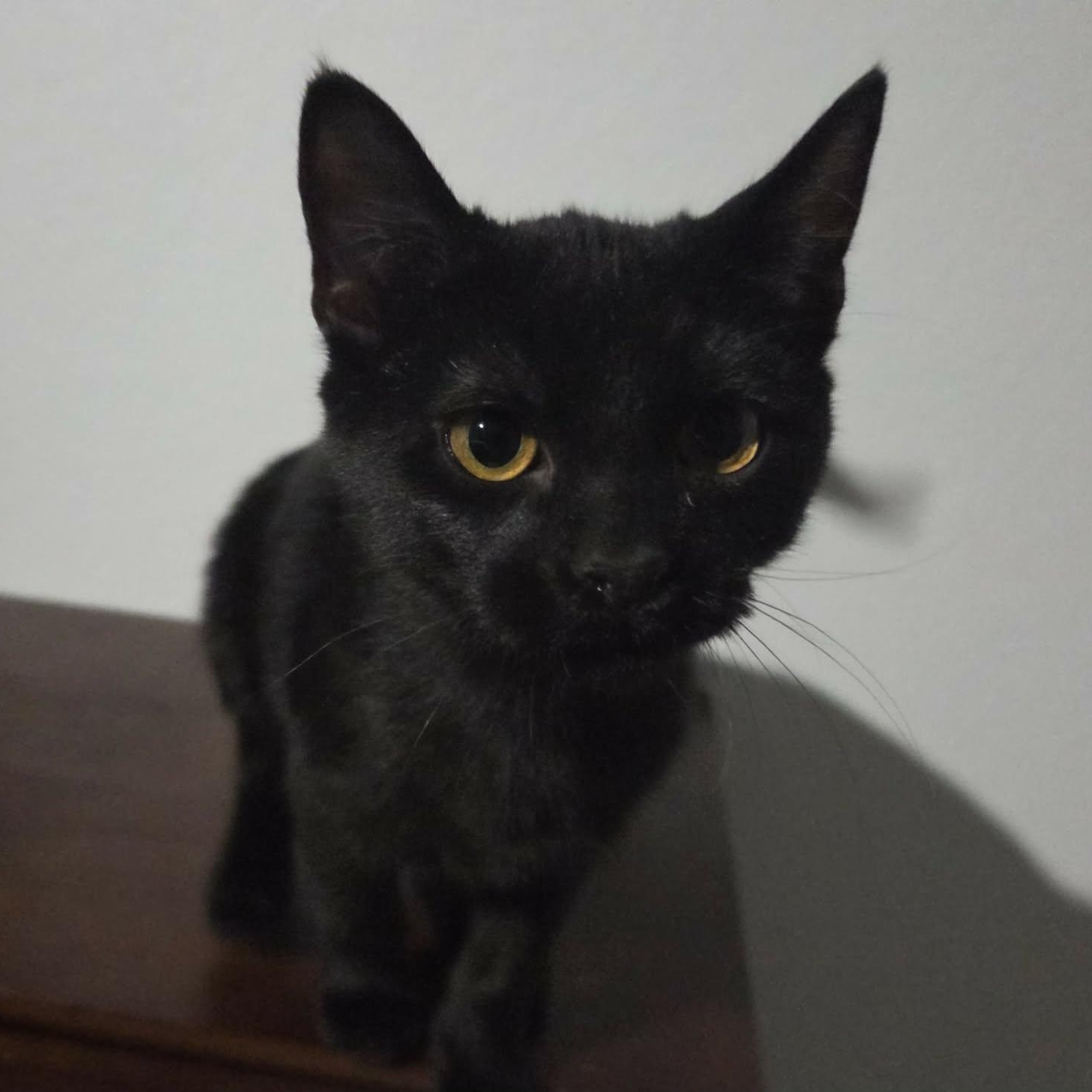 KNUCKLES, an adopted Domestic Short Hair in Loveland, CO image 3/6